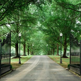 The first look at the property. Nothing is quite so quintessentially southern as a long, winding lane lined with gigantic oak trees.